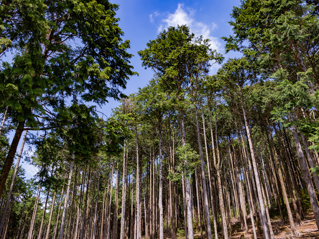 youth theatre production