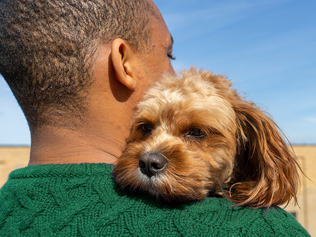 small dog laying its head on persons shoulder